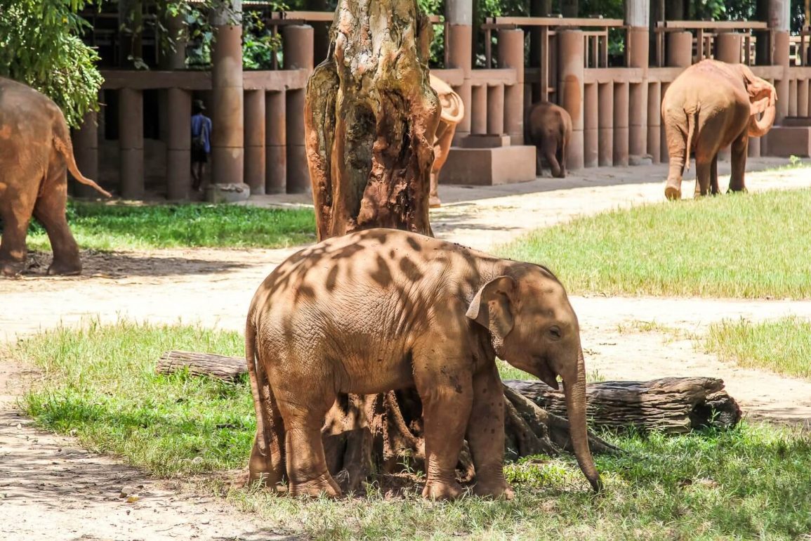 Baby elephant stood under the shade of a tree