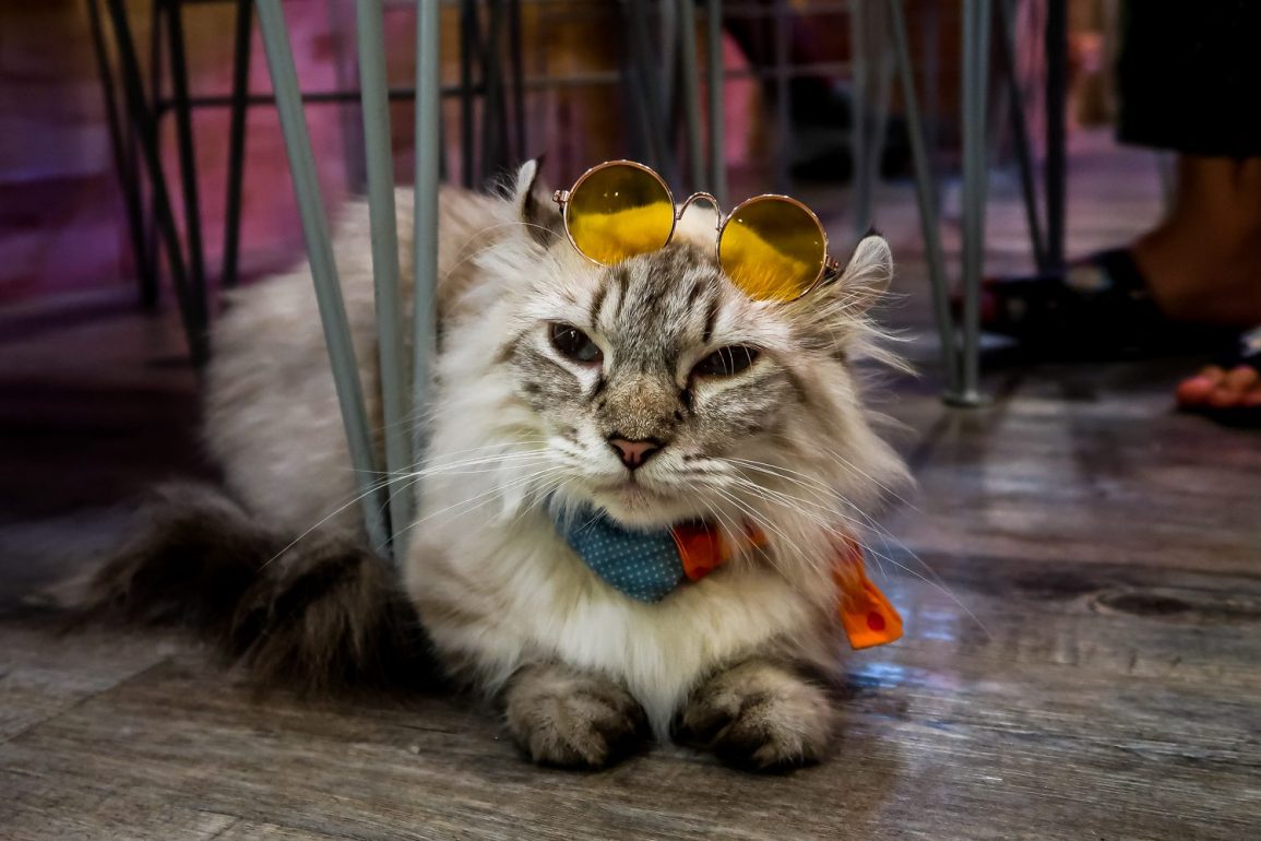 Fluffy cat wearing sunglasses on his head