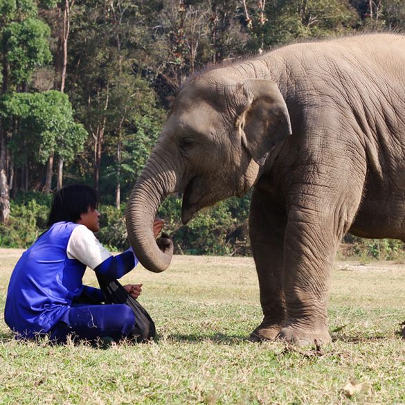 Do not ride the elephants in Thailand