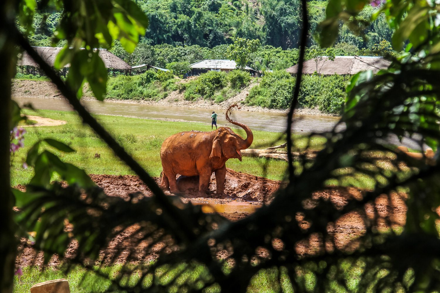 Through some trees an elephant is spotting in a mud bath, trunk in the air spraying itself with water
