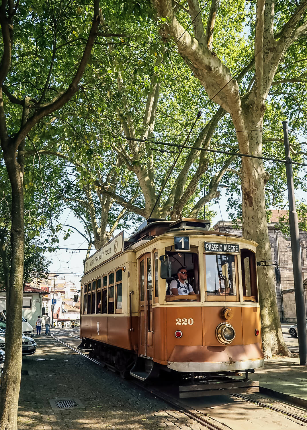 Old tram coming through avenue of trees