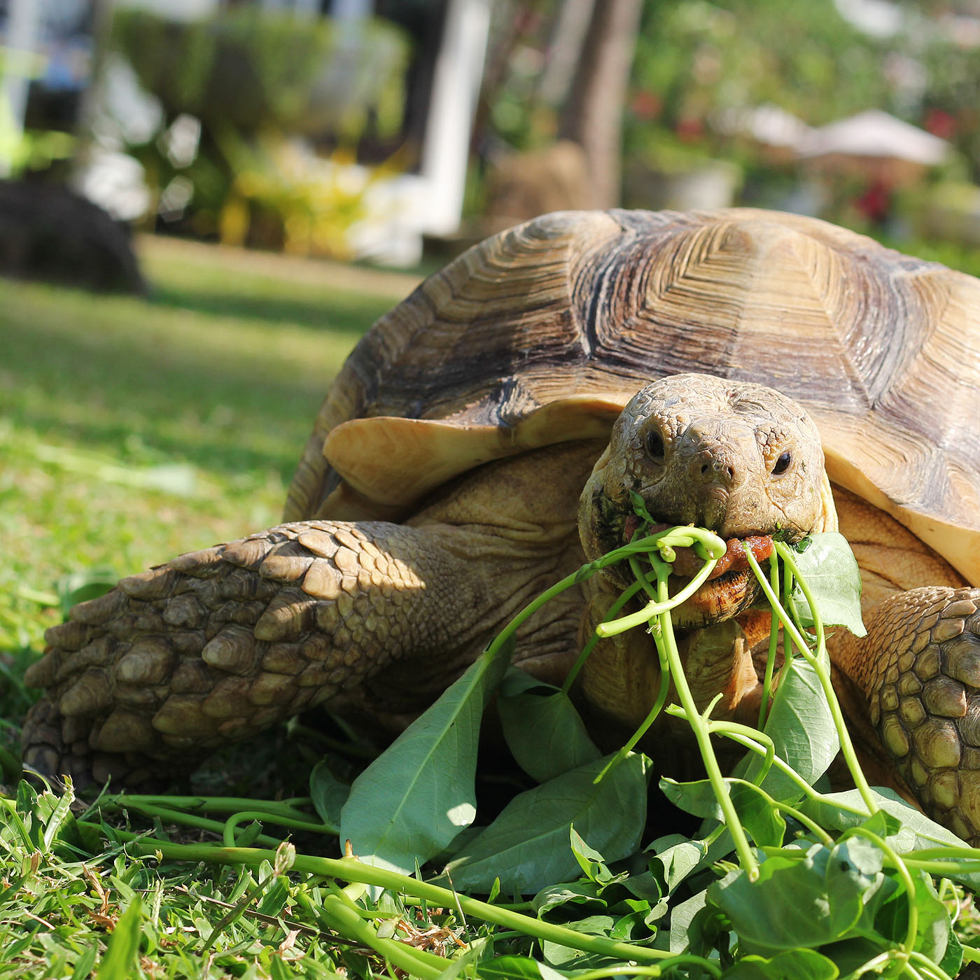 Tortoise.jpg